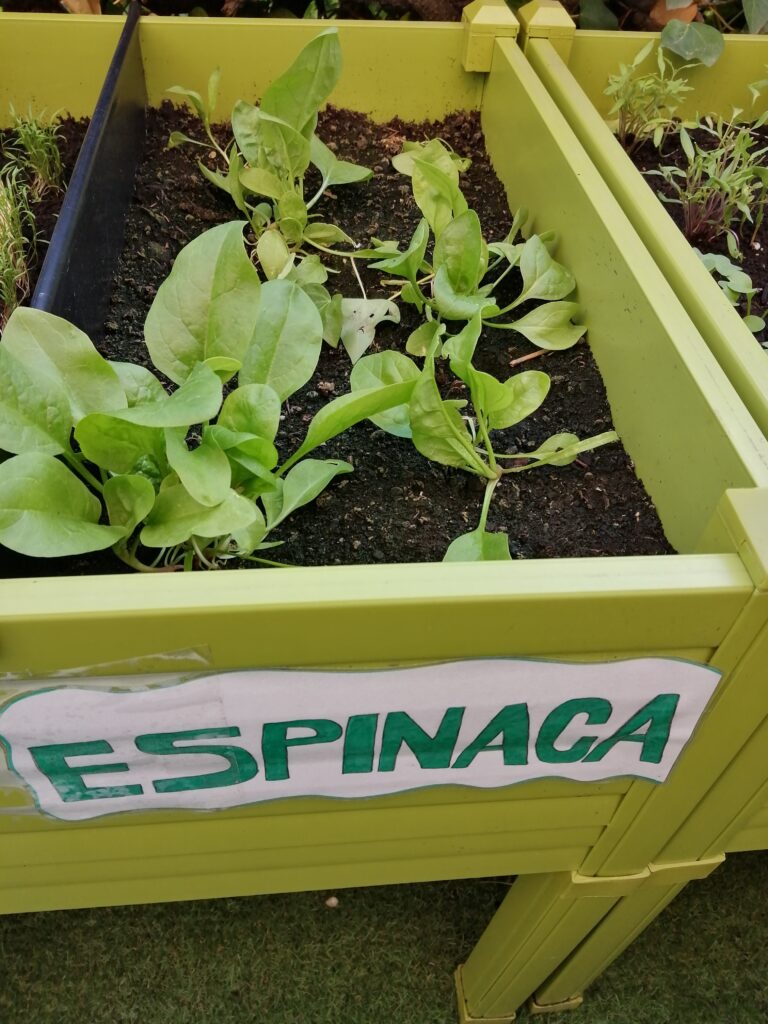 Huerto Urbano Espinacas